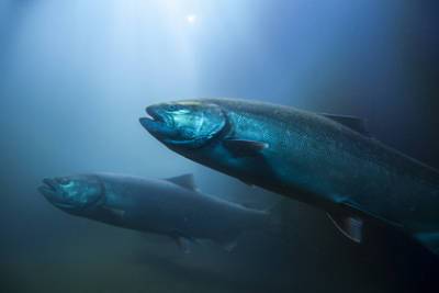 Утечка хлора в Норвегии погубила огромную популяцию рыб