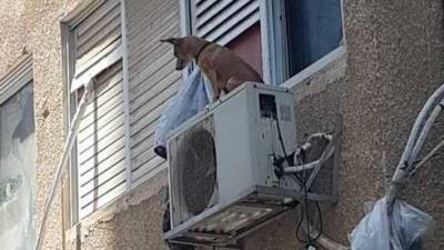 Видео: житель Реховота тряс собаку за окном и оставил сидеть на кондиционере