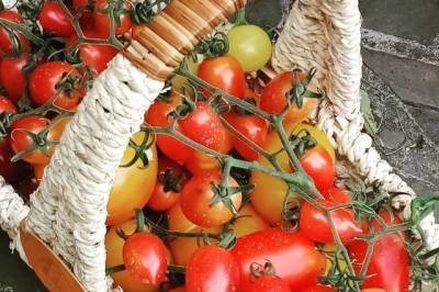 Почему томаты не завязываются и не зреют?