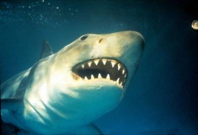 Могут ли в Чёрное море приплыть «акулы-людоеды»