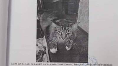 СМИ: В Тверской области следователи опросили кота по уголовному делу. Хвостатый промолчал