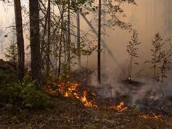 В России действуют 176 лесных пожаров