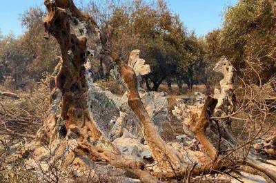 У Греції згоріло 2500-річне дерево, оспіване античними філософами