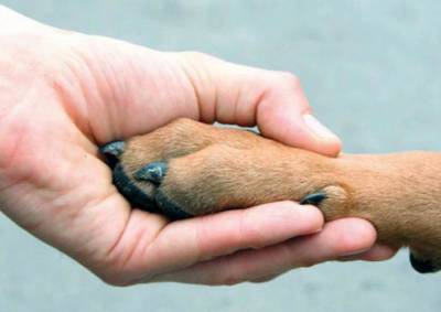 В Выборге объявили сбор помощи для бездомных животных