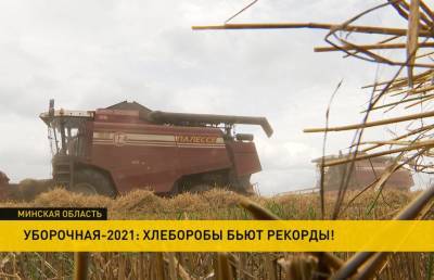 Хлеборобы бьют рекорды: как трудятся на полях в передовых хозяйствах Беларуси