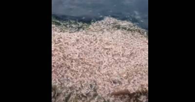 Невыносимое зловоние: пляж под Одессой укрыт тысячами дохлых рыб и креветок (видео)