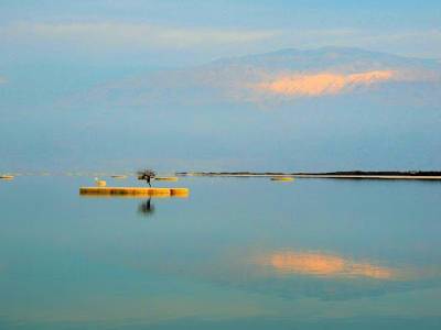Дерево жизни посреди безжизненных вод Мертвого моря: как выглядит самое одинокое растение на планете (фото)