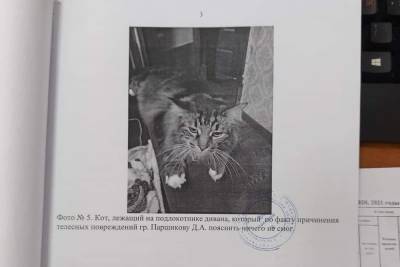 В Тверской области кот стал свидетелем по делу, но никаких показаний не дал