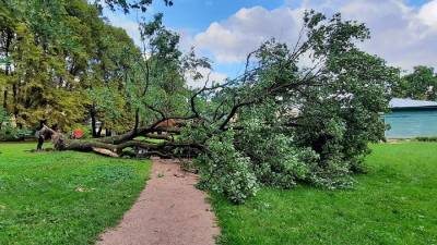 В Ботаническом саду Петербурга упал 160-летний дуб