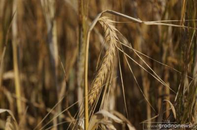 Белорусские аграрии намолотили более 4,6 млн т зерна