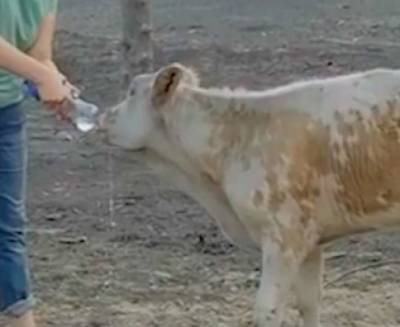 В Якутии обгоревшие кошки и коровы пытаются добиться помощи от людей