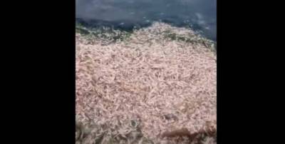 Невыносимое зловоние: пляж под Одессой укрыт тысячами дохлых рыб и креветок