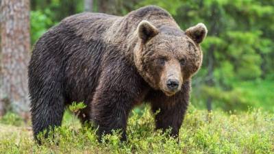 Пилот уговорил медведя не нападать на туристов и попал на видео - 5-tv.ru - шт.Аляска