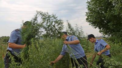 Более 300 кг мака и 27 т дикорастущей конопли уничтожено в Гомельской области с июня