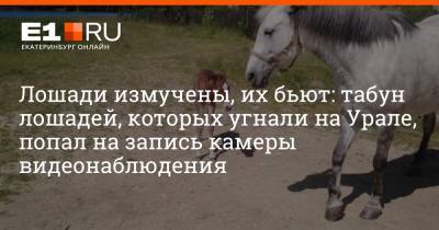 Лошади измучены, их бьют: табун лошадей, которых угнали на Урале, попал на запись камеры видеонаблюдения