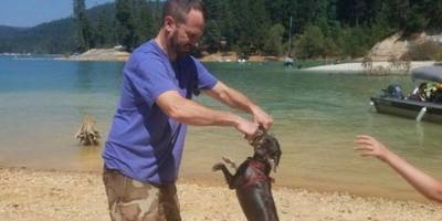 Вниманию собаководов: цвергшнауцер погиб во время семейного отдыха у воды