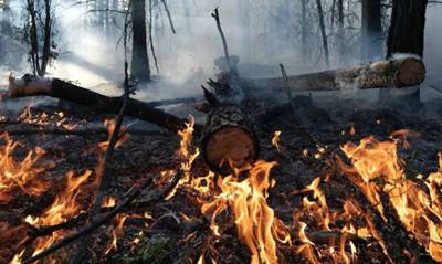 Школьник из Красноярска попросил президента взять под свой контроль ситуацию с лесными пожарами