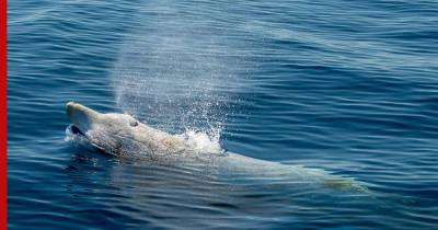 Новый смертельный для китообразных вирус обнаружили ученые