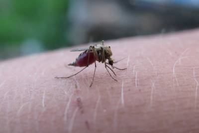 В Красноярском крае два человека болели тропической малярией