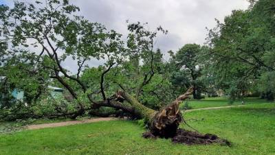 Глобальное потепление убило 160-летний дуб в Ботаническом саду Петербурга