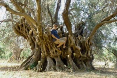 В лесном пожаре в Греции сгорело уникальное оливковое дерево возрастом 2500 лет (ФОТО)