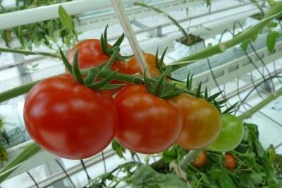 Какие сорта помидоров не нужно пасынковать?