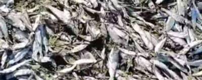 В Пермском крае в Каме зафиксировали массовую гибель рыбы