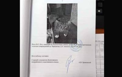 "Пояснить ничего не смог": в РФ "свидетелем" по уголовному делу стал кот