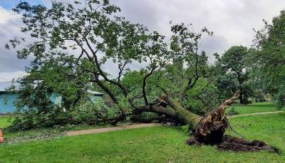 В Ботаническом саду Петербурга рухнул 160-летний дуб
