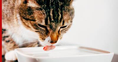 Важно для здоровья: сколько воды должны пить кошки