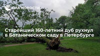 Дуб, который рос в Ботаническом саду Петербурга с середины XIX века, рухнул из-за сгнивших корней