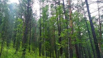 Жизнь рядом с лесом назвали защищающей от COVID-19