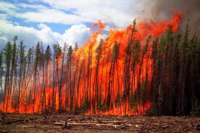 В Башкирии зарегистрировали 25 лесных пожаров