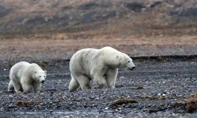 Зоологи, облетев тундру, не стали вывозить медведей, осаждавших жителей Ямала