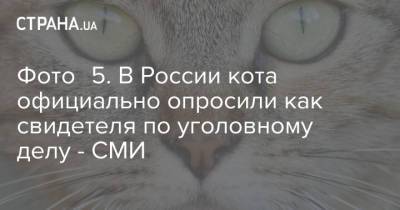 Фото №5. В России кота официально опросили как свидетеля по уголовному делу - СМИ