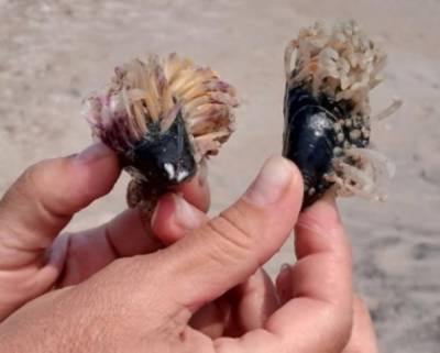 Диковинных созданий выбросило на пляж Бердянска: люди публикуют первые фото