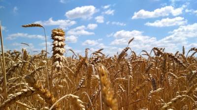 Вопреки засухе в Воронежской области собрали 3 млн тонн зерна