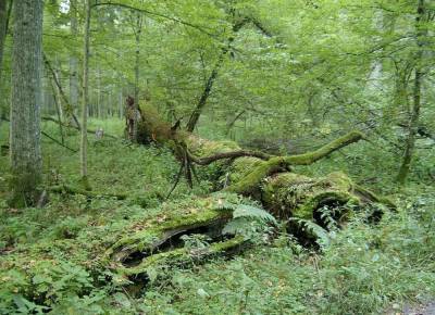Учёные рассказали о влиянии лесных массивов на распространённость COVID-19