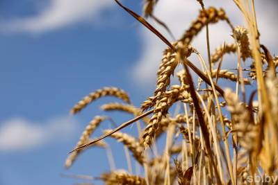 Хлеборобы Беларуси намолотили более 4,8 млн тонн зерна