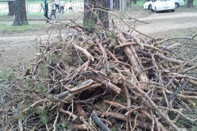 Комитет городского хозяйства Читы обратился в полицию по факту вырубки сосен на СибВО