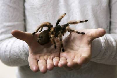 В Татарстане нашли редкого краснокнижного тарантула