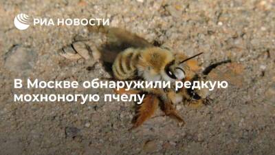 Специалисты Мосприроды обнаружили редкую мохноногую пчелу в Кузьминках в Москве