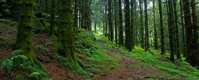 Лес в Губернском в скором времени превратят в удобную зону для отдыха