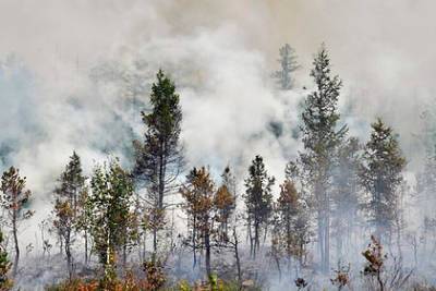 В Greenpeace оценили урон лесам от пожаров в России