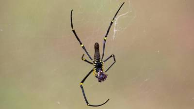Ученые Австралии выявили пять новых видов пауков