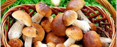 Роспотребнадзор не рекомендует собирать грибы в пакеты и давать их детям