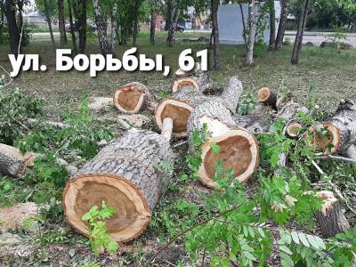 Жители Копейска возмущены вырубкой 100 деревьев в сквере около школы № 49