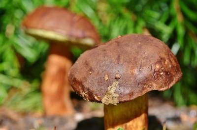 В Роспотребнадзоре Петербурга рассказали о профилактике отравлений грибами