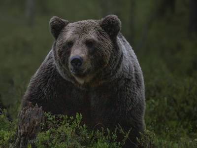 Сахалинцу пришлось отстреливаться от медведя, который пытался вытащить его из автомобиля (видео)