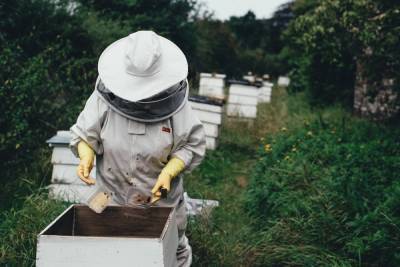 В Пензенской области выберут лучшего пчеловода